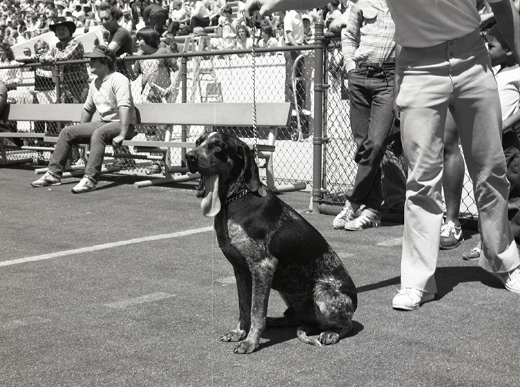 Our best boy Smokey through the decades, courtesy of UT Libraries Special Collections. #NationalDogDay
(From top left clockwise: 1956, 1974, 1981, 1992)