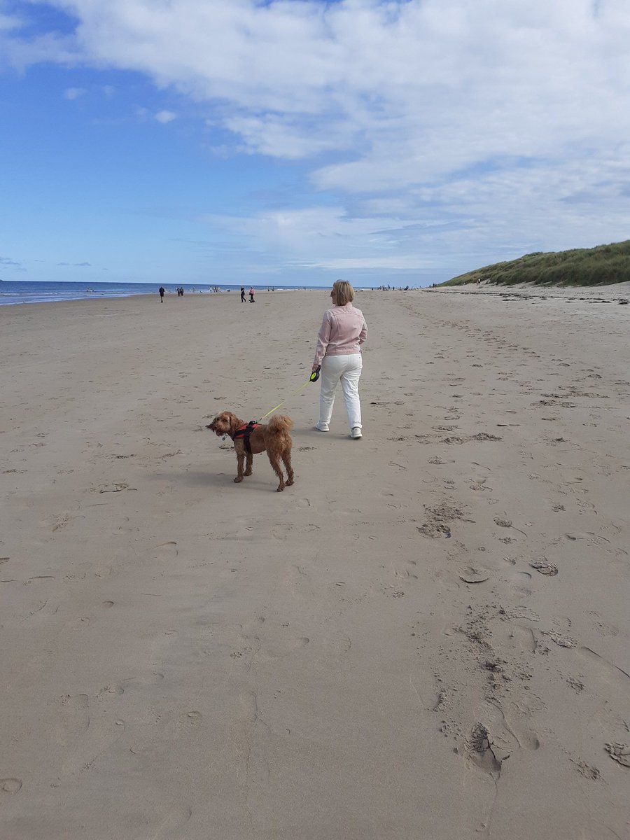 LibrariandyW's tweet photo. #Holiday 
#BarneytheCockapoo 
#Bamburgh on our way to the Borders #Scotland https://t.co/CD5qFB19lk