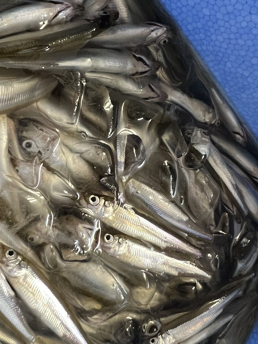 yamanakakokanko's tweet photo. ／
ワカサギ釣りスターーート🐟
＼

山中湖では9月1日からワカサギ釣りが解禁となりました！🎣
今年のワカサギはとっっても絶好調だそう⭐️期待できますね！！！

山中湖観光協会では、手ぶらでワカサギ釣りが体験できるプランを受付中です！

釣って釣って釣りまくろう！
https://t.co/nKP9Y2ROQS https://t.co/lpJAjMtWuB