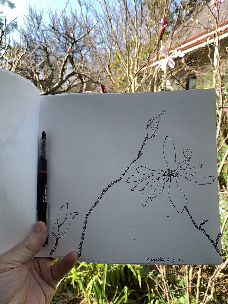 Sketching a magnolia in our garden. #botanicaldrawing #artdaily #dailydrawing #natureart #magnolia #minimalism #inkdrawing