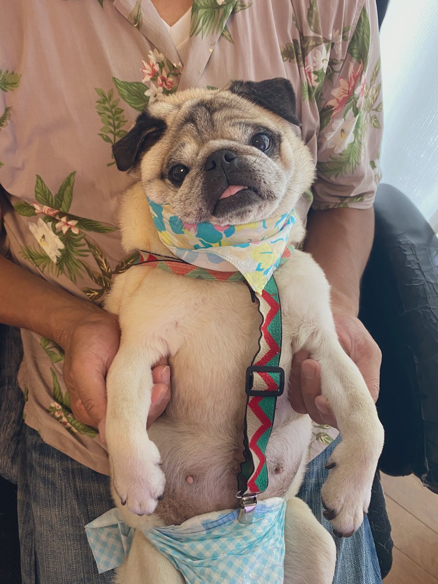 お久しぶりあんずちゃん