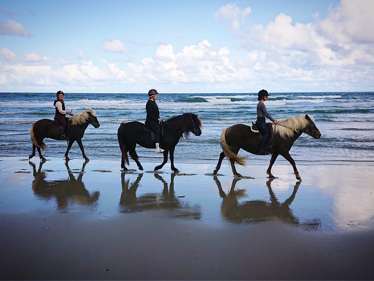 DePrairiePonys's tweet photo. Het was zó mooi (en gezellig) eergister, en straks gaan we weer heerlijk op pad! 💙 Zin in! 

#strandrit #IJslanders  #gevorderderuiters >14j #dePrairie #Terschelling https://t.co/fpHklNGg5X