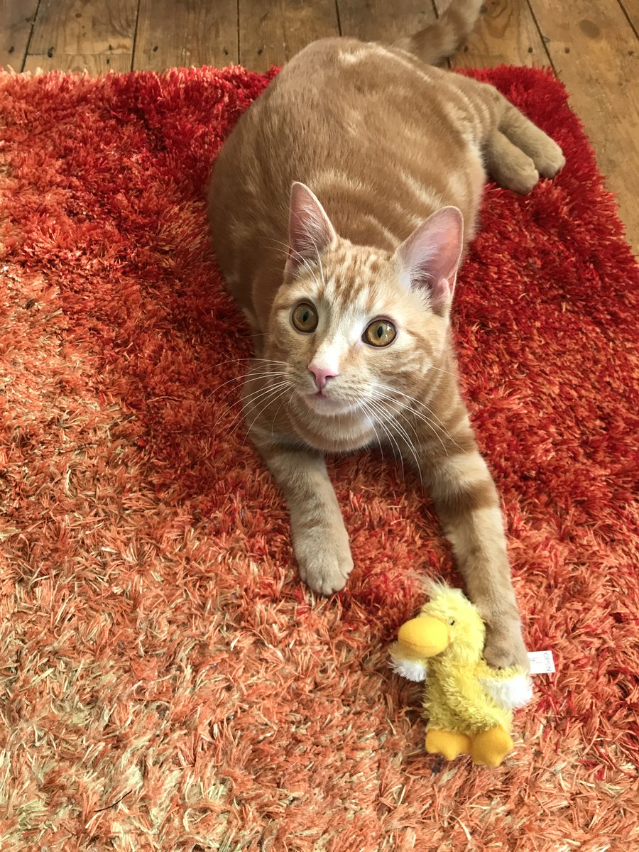 myboringjourne2's tweet photo. Woo hoo it's Caturday 😺Have a fun one from Forrest #CatsOfTwitter #Caturday https://t.co/hSZ4yZkksd