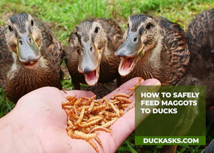 duck_asks's tweet photo. Curious if it's okay for ducks to dine on maggots? Absolutely! Maggots are a natural, protein-packed snack for ducks. They love 'em and it's good for their diet. Mother Nature's fast food! #DuckDiet #NatureKnowsBest #DuckAsks 
https://t.co/C3JTNc8I0H https://t.co/CRtQVjwomE