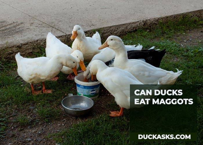 duck_asks's tweet photo. Curious if it's okay for ducks to dine on maggots? Absolutely! Maggots are a natural, protein-packed snack for ducks. They love 'em and it's good for their diet. Mother Nature's fast food! #DuckDiet #NatureKnowsBest #DuckAsks 
https://t.co/C3JTNc8I0H https://t.co/CRtQVjwomE