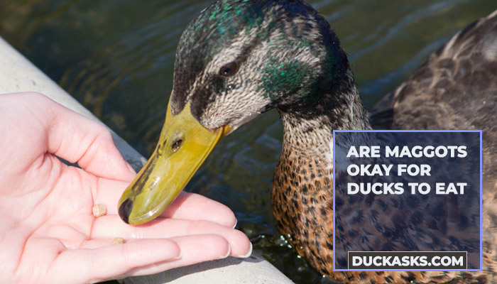 duck_asks's tweet photo. Curious if it's okay for ducks to dine on maggots? Absolutely! Maggots are a natural, protein-packed snack for ducks. They love 'em and it's good for their diet. Mother Nature's fast food! #DuckDiet #NatureKnowsBest #DuckAsks 
https://t.co/C3JTNc8I0H https://t.co/CRtQVjwomE