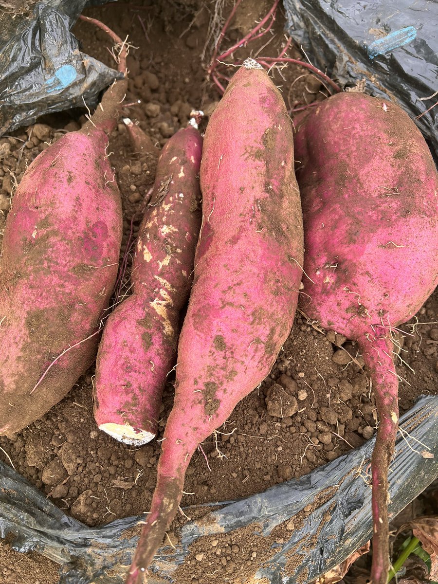 さあ、夏が終わって芋の季節が始まるぜ。
掘りたての甘くないお芋達。
ゆっくり休んで甘くなってね。