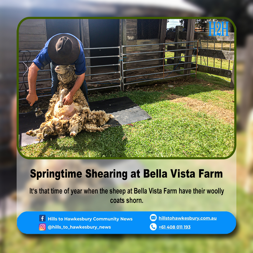 It‘s that time of year when the sheep at Bella Vista Farm have their woolly coats shorn.

Read more at hillstohawkesbury.com.au/springtime-she…

#bellavistafarm #bellavista #springtime #springtimefun #springtime2023 #hillstohawkesburynews #newsupdate #updatenews #newsupdates #updatednews