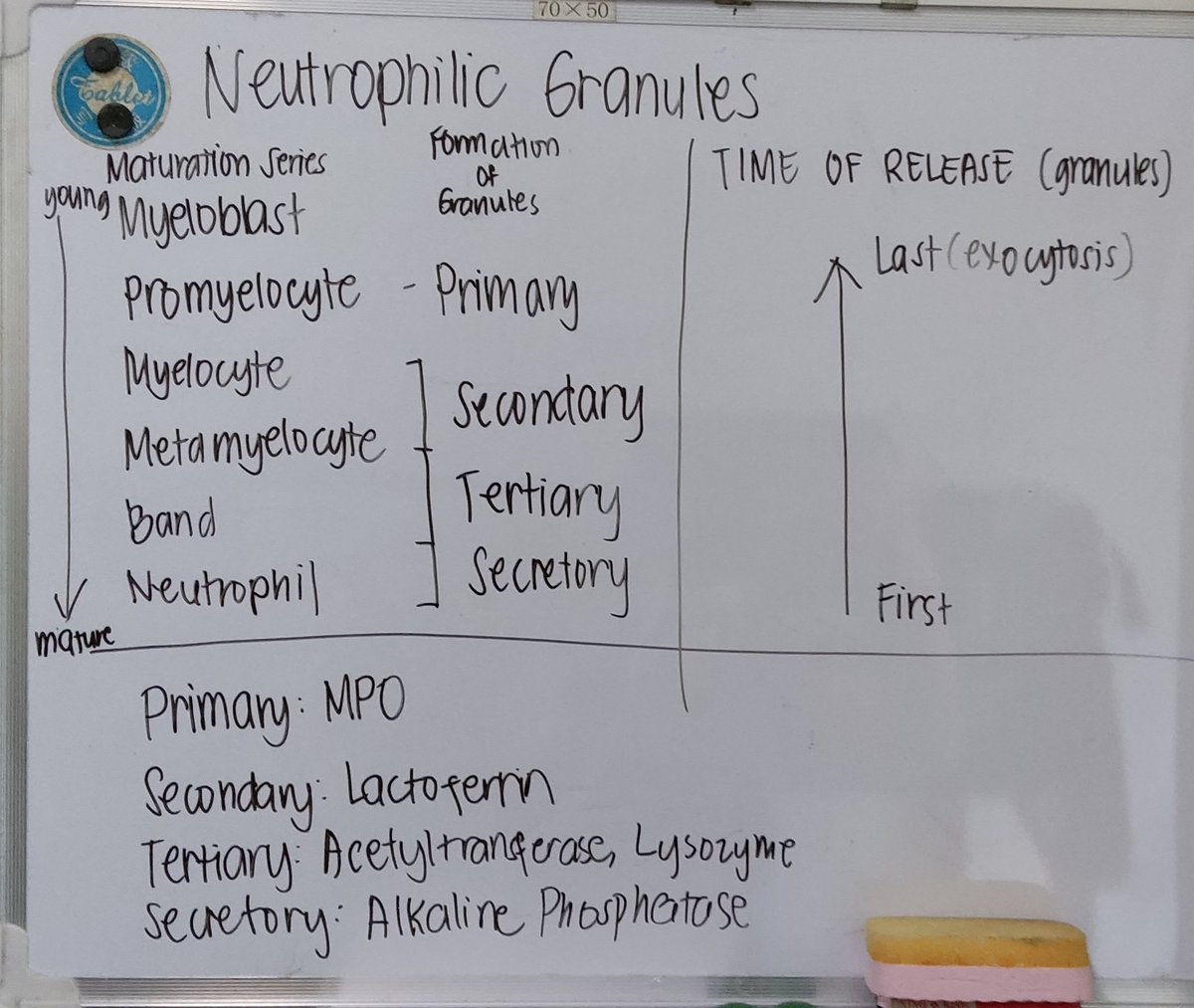 studyingsushi's tweet photo. Skl kase di ko to gets nung 3rd yr - 4th yr ako 🤣 (pero gets ko na now 🫶)

Granulocytic Granules according to their Maturation 👇 https://t.co/ag3BBKgjXU