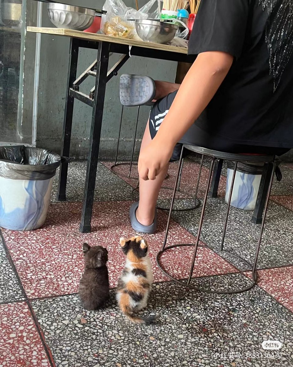 ชลน แมวส้มแท้ๆ 🐱 tweet media