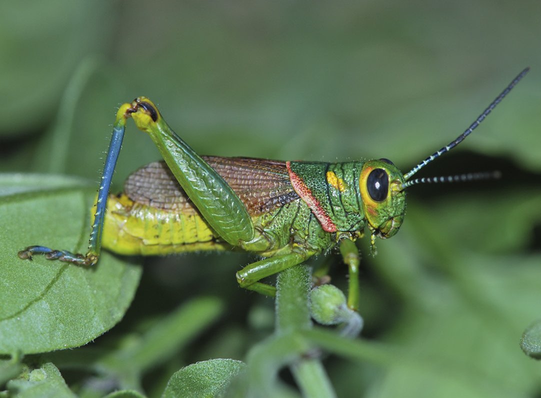 #NewSpecies
New grasshopper from Bolivia just hopped in:

Diponthus colorbellus
Holotype: @museodelaplata

Treatment: treatment.plazi.org/id/03D4221B-6D…
Publication: doi.org/10.11646/zoota…
@Zootaxa @OrthopteraR @entomologyArt @OrthopteraCH

#FAIRdata
#biodiversity #conservation #entomology