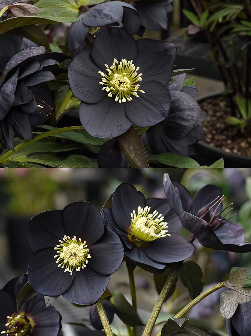 The Stunning Helleborus Black Beauty 😮😮🖤

Helleborus niger, commonly called Christmas rose or black hellebore, is an evergreen perennial flowering plant in the buttercup family, Ranunculaceae. It is poisonous.