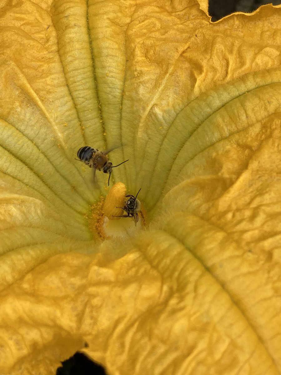 ForsytheFarms's tweet photo. We're appreciating the hard work of our #bees this weekend as we celebrate #honey. 🐝🍯🐝🍯
Come out & join in the celebrations Sat-Mon 9:30-5!
#farmsarefun #getoutside #durhamtourism #lovelocal #familyfun #thingstodoindurham #uxbridge #scugog https://t.co/ozyMvhhves