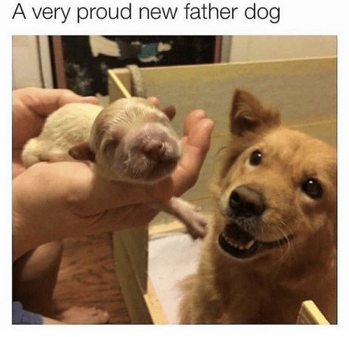 DogsPostingWs's tweet photo. https://t.co/FgyItRepZ1
