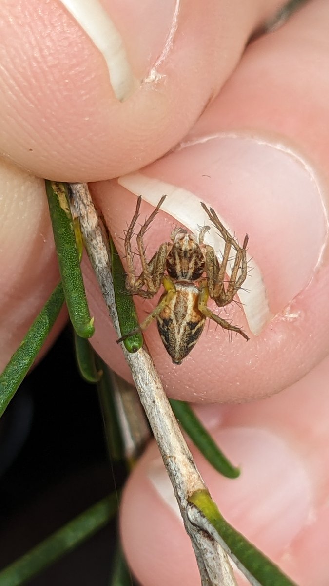 LizyLowe's tweet image. Discovered so many spiders in a 5min search of our garden this morning 😍 I LOVE spring!
#NoSpraySpring