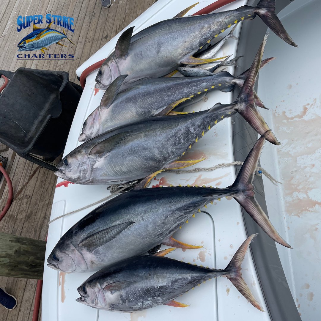 DPMSSC's tweet photo. This is only day 1 of their 2 day charter people! Eddy crew and Captain Bob filled up the board! Can't wait to see what's on the catch list for tomorrow!
#offshore #fishing #superstrike #superstrikefishingcharter #tuna #freemanboatworks #yamahaoutboards #saltwaterfishing https://t.co/vWK8nrrwg7