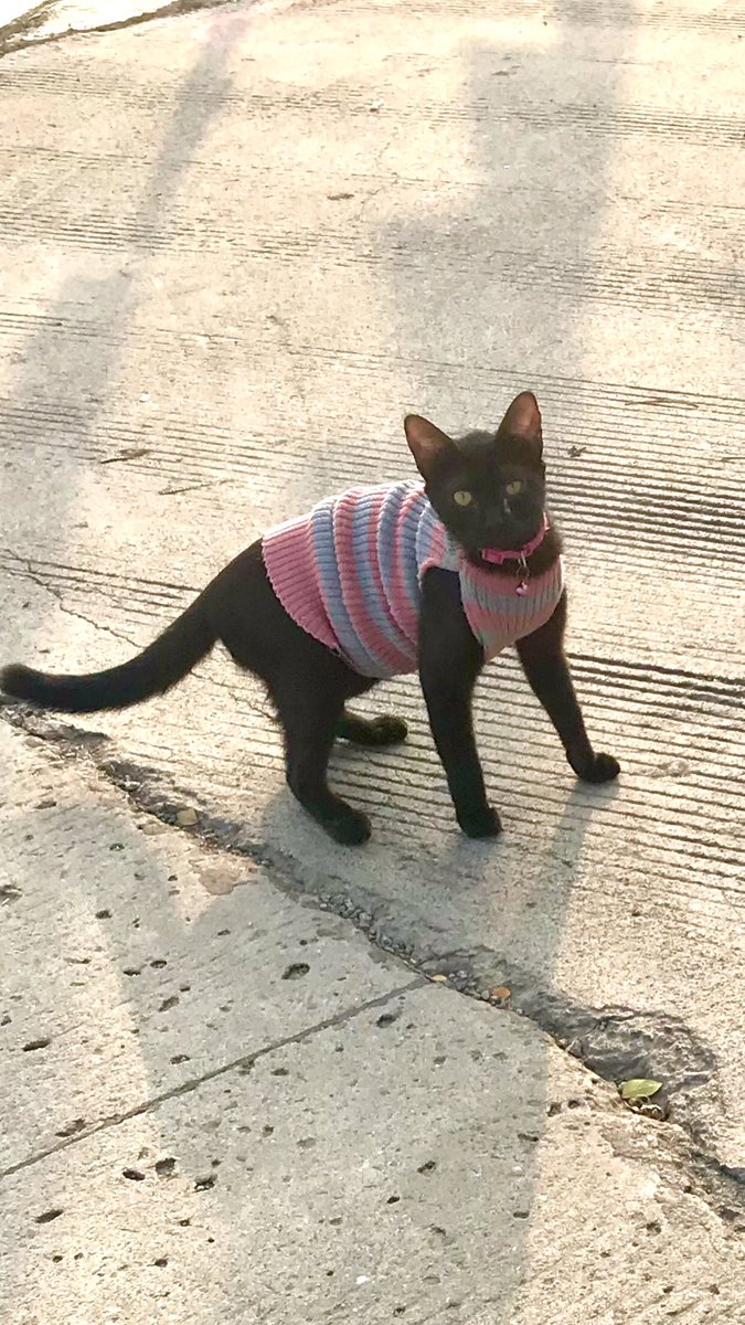 Kemenkucing's tweet photo. are you black cat pirate kuro ..??

#ねこ #猫 #ねこ #cat #straycat #ネコ  #cats #catlover #catlife #catlovers #kitten  #kitty #pet #cute #love #meow #dog #catoftheday #pets #kittens #animals #catlove #animal #cutecat #OnePieceNetflix https://t.co/sQ3CS3SEmu