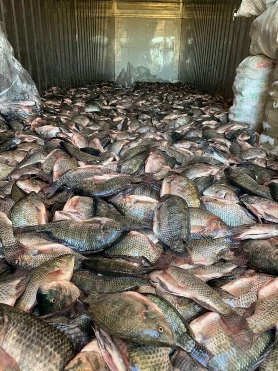 Fish farming is another profitable farm business to consider in Africa.
I will tell you why if you repost this.