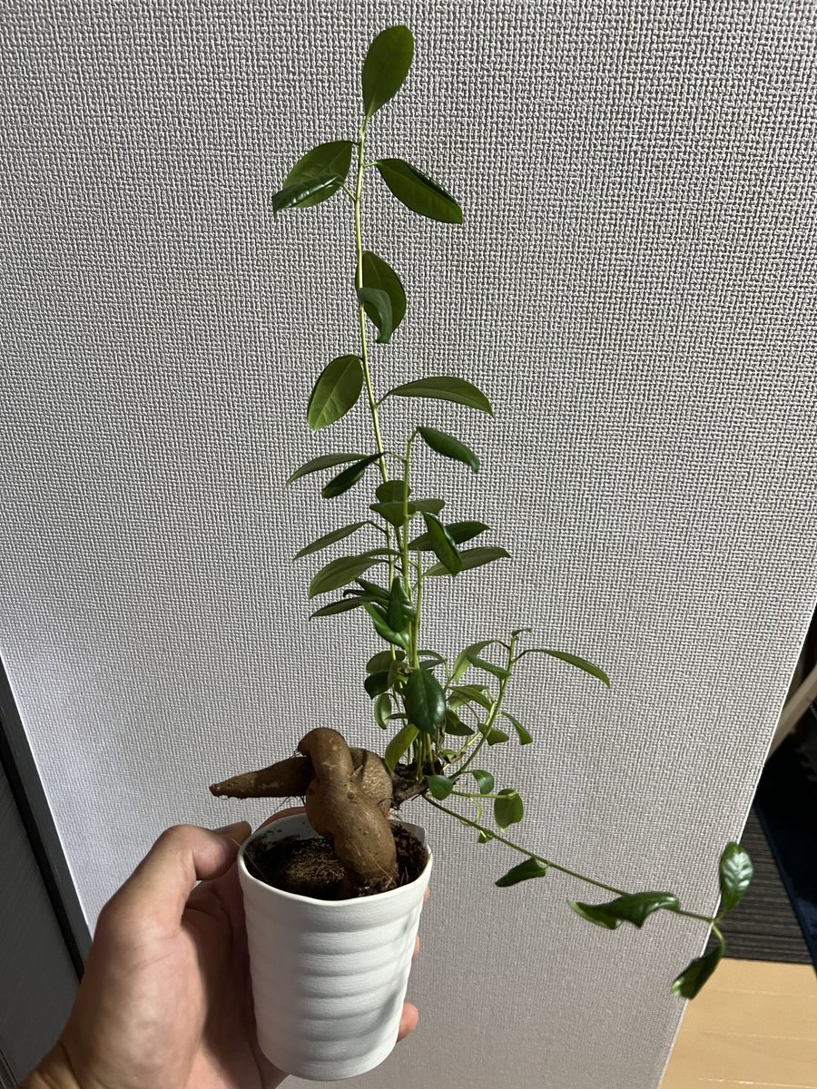 SmartSpaceDogs's tweet photo. よこきんの近況🌴
#GodTree
#ガジュマル https://t.co/LQndR5Shwk