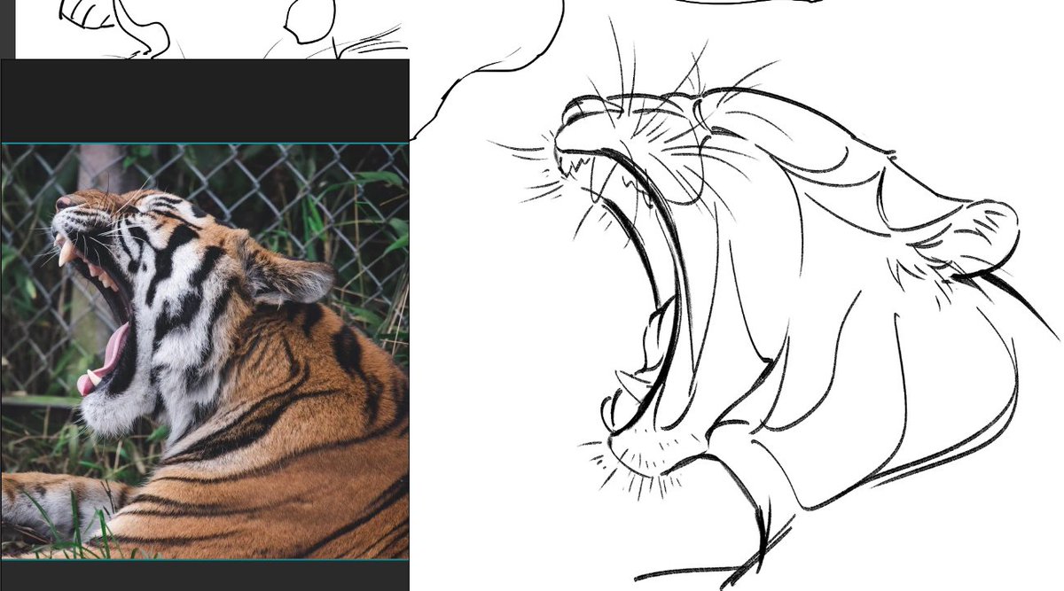 模写tiger 