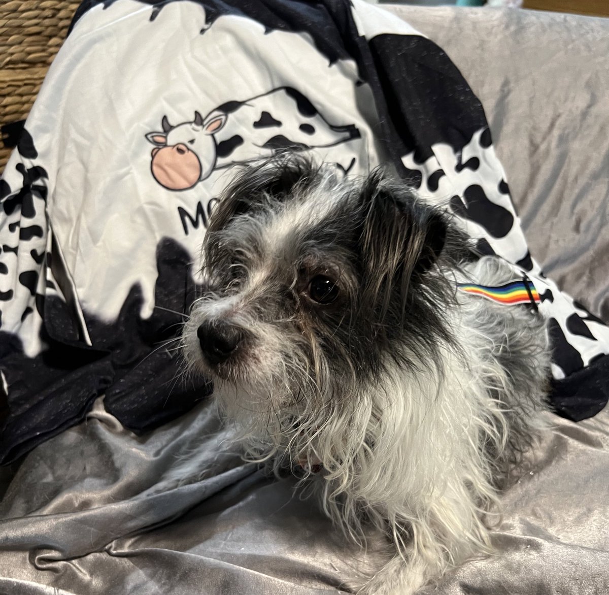 TheHerdHouse's tweet photo. Mooooods
#housecow https://t.co/Rq2F31oT9A