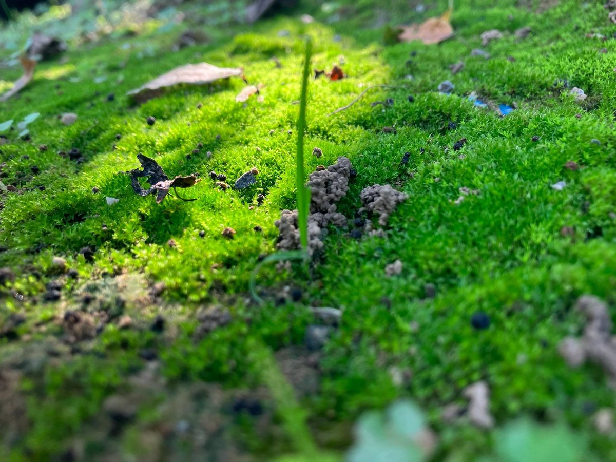 Provide32110311's tweet photo. ドラえもん😊ドラえもんが襲ってきました🌳 https://t.co/6XwAU33loX