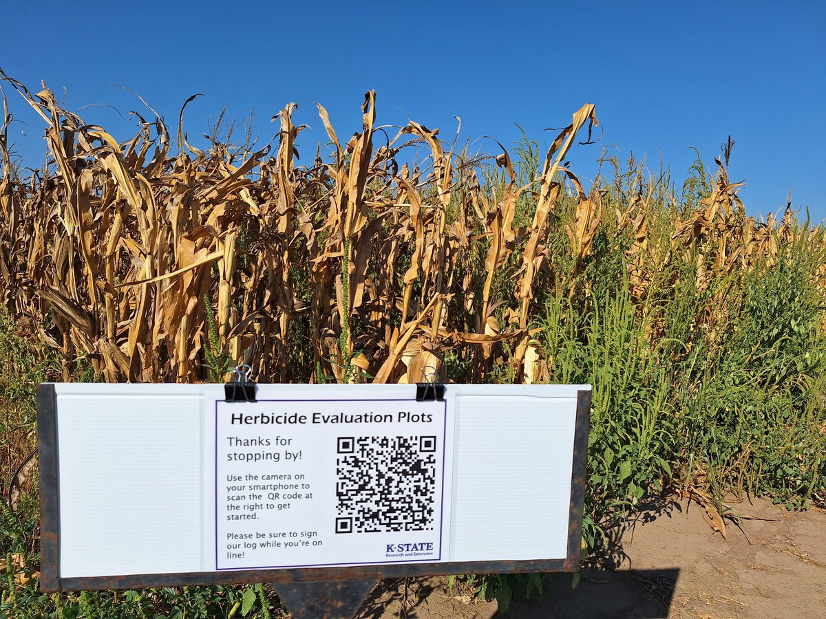 KStateWeedSci's tweet image. We're trying something new...

If you're headed to Manhattan for football games or any other reason over the next couple weeks, please stop by our plots south of town and take a look. 

The corn is ready to pick, but you can still see weed control differences.