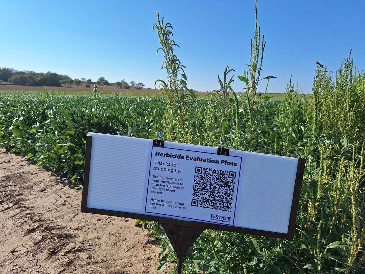 KStateWeedSci's tweet image. We're trying something new...

If you're headed to Manhattan for football games or any other reason over the next couple weeks, please stop by our plots south of town and take a look. 

The corn is ready to pick, but you can still see weed control differences.