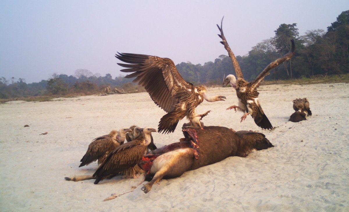 Do you know #Vultures are obligatory scavengers, so they never hunt. They feed on the dead bodies only. Also they can digest anything from diseased to old bodies, very efficient scavengers. Means clean environment very efficiently. Today is international vultures awareness day.…