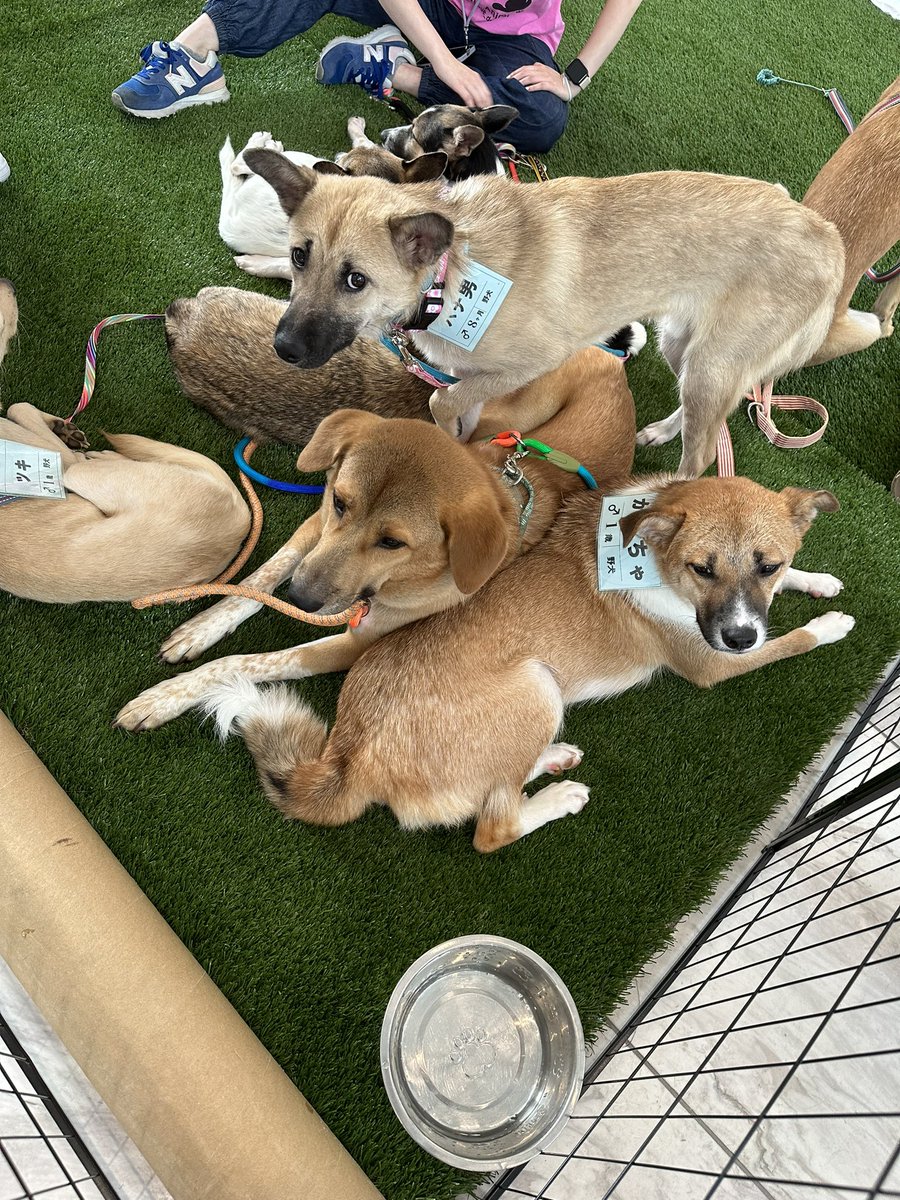 toripkabu's tweet photo. 本日17:00まで北青山ワールドビルにて保護犬達の譲渡会やっています。
お近くにいる方達はふらっとお立ち寄りください。 https://t.co/FEM3mNi0oT