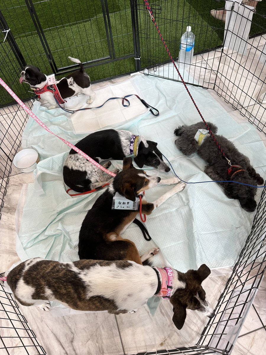 toripkabu's tweet photo. 本日17:00まで北青山ワールドビルにて保護犬達の譲渡会やっています。
お近くにいる方達はふらっとお立ち寄りください。 https://t.co/FEM3mNi0oT
