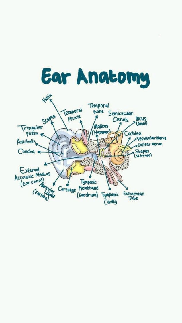 DrPharmDMDTh's tweet photo. Ear Anatomy

 #MedTwitter #MedStudentTwitter #MedEd #medicine #MedicalStudents #BrandedFeatures https://t.co/JmrNuiSNtz