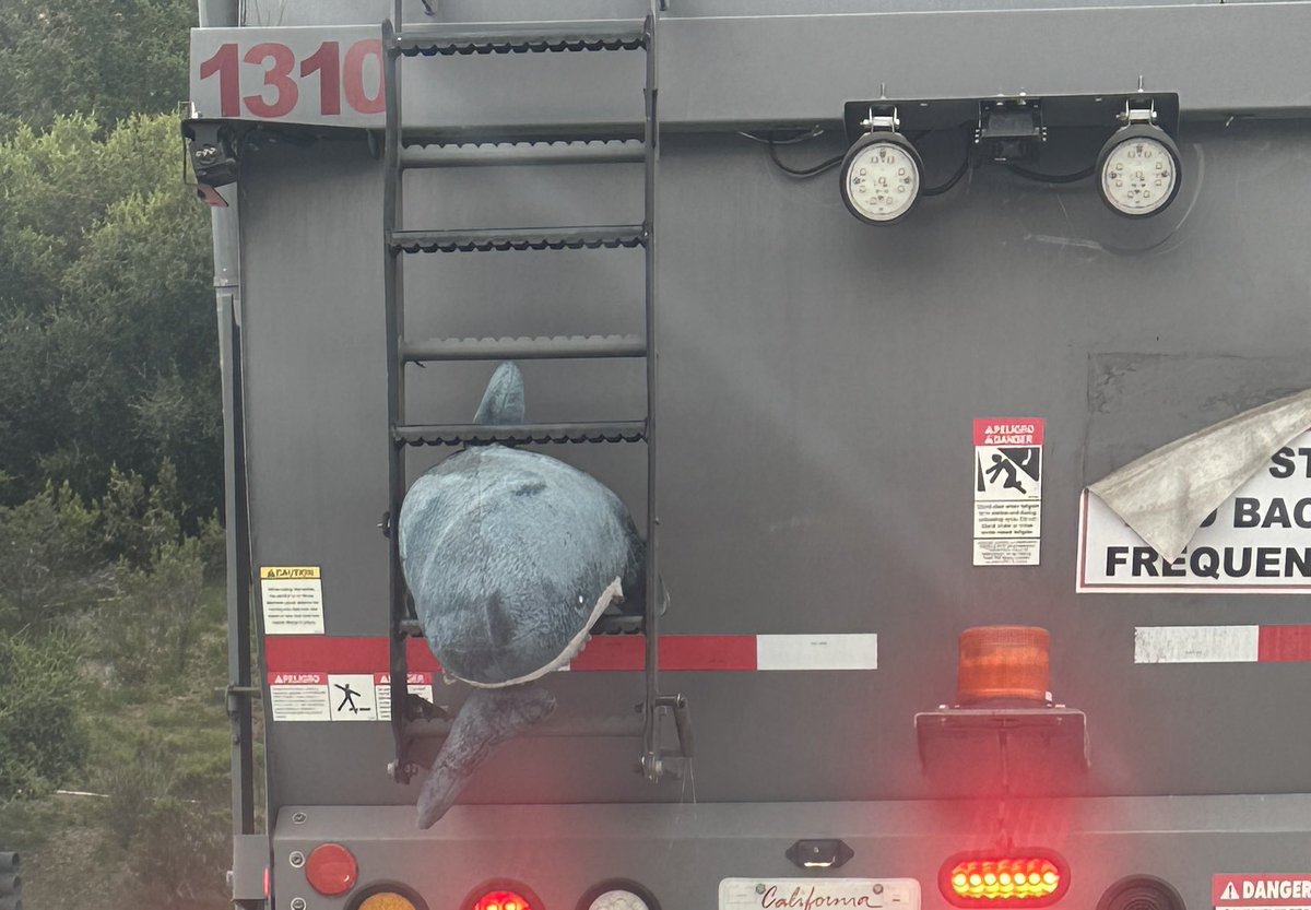 運転してるとさ、突っ込みどころ満載な車によく出くわすの気のせい？🤣
今日のこのトラック、信号待ちで思わず撮っちゃったけど、どうしてもここに🦈挟みたかったんやろうか😂