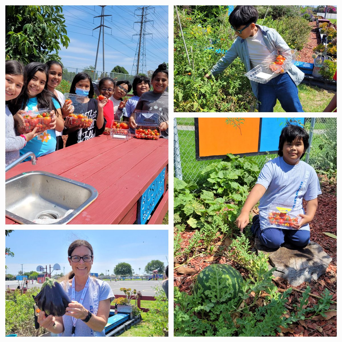 Harvesting tomatoes, cherry tomatoes and a strange looking eggplant! Good job Green Team!
#greenpower
<a href="/CentraliaSup/">Norma E. Martinez</a> 
<a href="/rt_eagles/">Ms. Stuht, Principal</a>