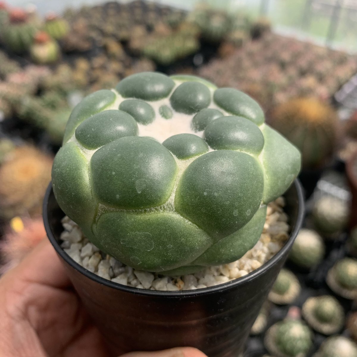 大イボのトゲなし象牙丸！ 小さい苗でお迎えして、結構大きくなりまし