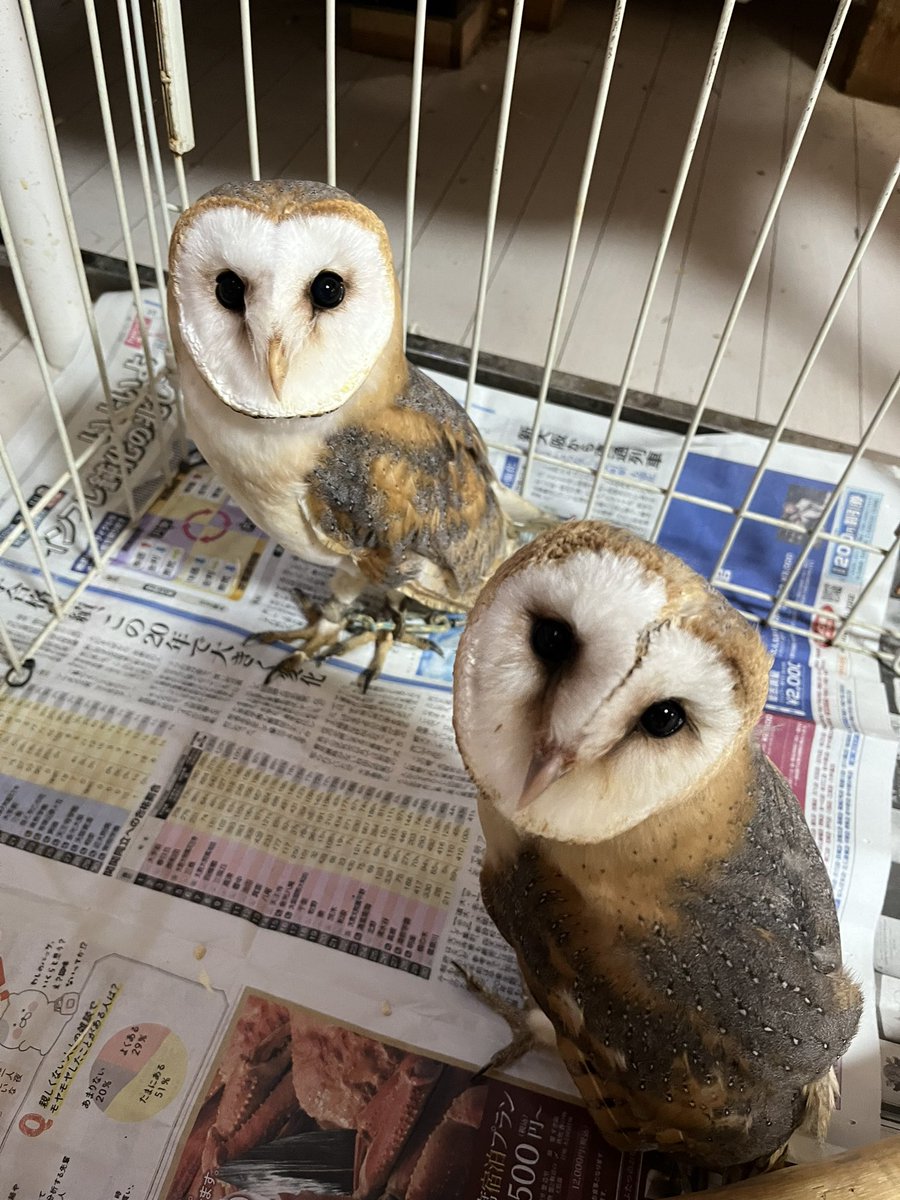 茨城県阿見町＊ふれあい動物園あにま tweet media