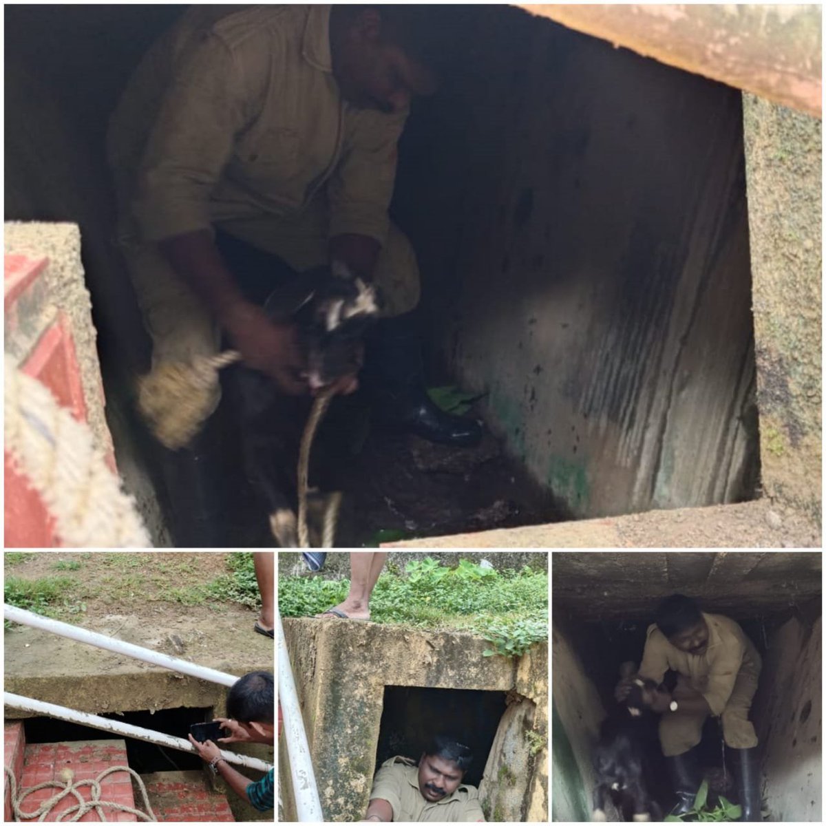 FireService_ANP's tweet photo. EVERY LIFE IS IMPORTANT

Fire Fighters of #FSAberdeen rescued a Goat from the Japanese Bunker at Mazar Pahad, Port Blair on 01.09.2023.

People Appreciated the Prompt Action of Fire Service. https://t.co/0NrZE11m0s