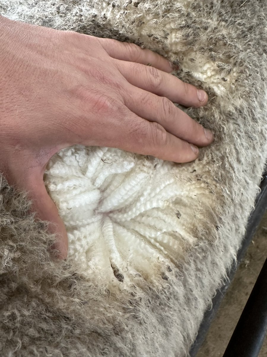 hill_padua's tweet photo. Sale Lot 3, HP220123.
Twin raised, PP, perfect balance between structure, growth, carcass, repro + beautiful long wool.
A Ram to breed rams from, 5 generations of HP bloodline only behind him.
Another HP sire that will be for sure breeding top rams in his future #hpgenetics https://t.co/6JfBMTGYZn