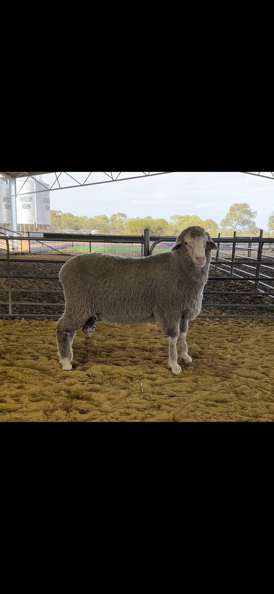 hill_padua's tweet photo. Sale Lot 3, HP220123.
Twin raised, PP, perfect balance between structure, growth, carcass, repro + beautiful long wool.
A Ram to breed rams from, 5 generations of HP bloodline only behind him.
Another HP sire that will be for sure breeding top rams in his future #hpgenetics https://t.co/6JfBMTGYZn