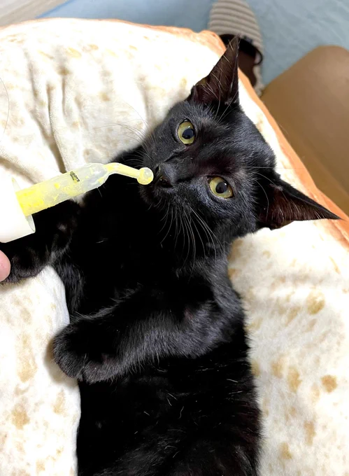 お迎えした時からゲリ気味の黒猫ちゃんにお薬あげた! 毎日2回ちゃんと飲んでくれてエライ!! ちなみにめっちゃ元気です!!