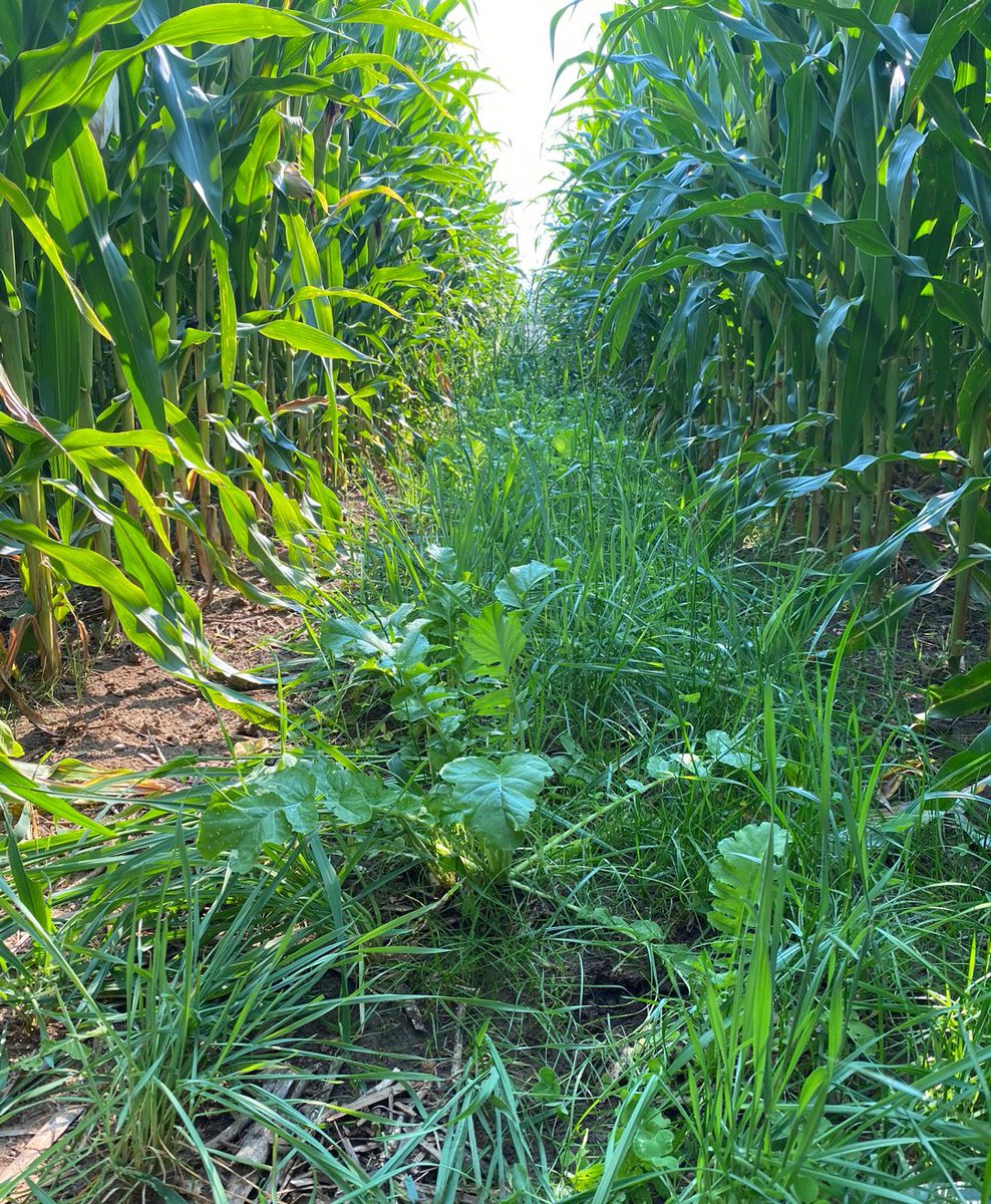 covercropgal's tweet photo. Look at all these weeds growing in that corn 😏 #Plant23 #LegacyFarming #CoverCrops #Harvest23 #IndianaFarmer #TillageRadish #ColdsnapAnnualRyegrass #CrimsonClover #Interseeding https://t.co/GqhMSwnK24