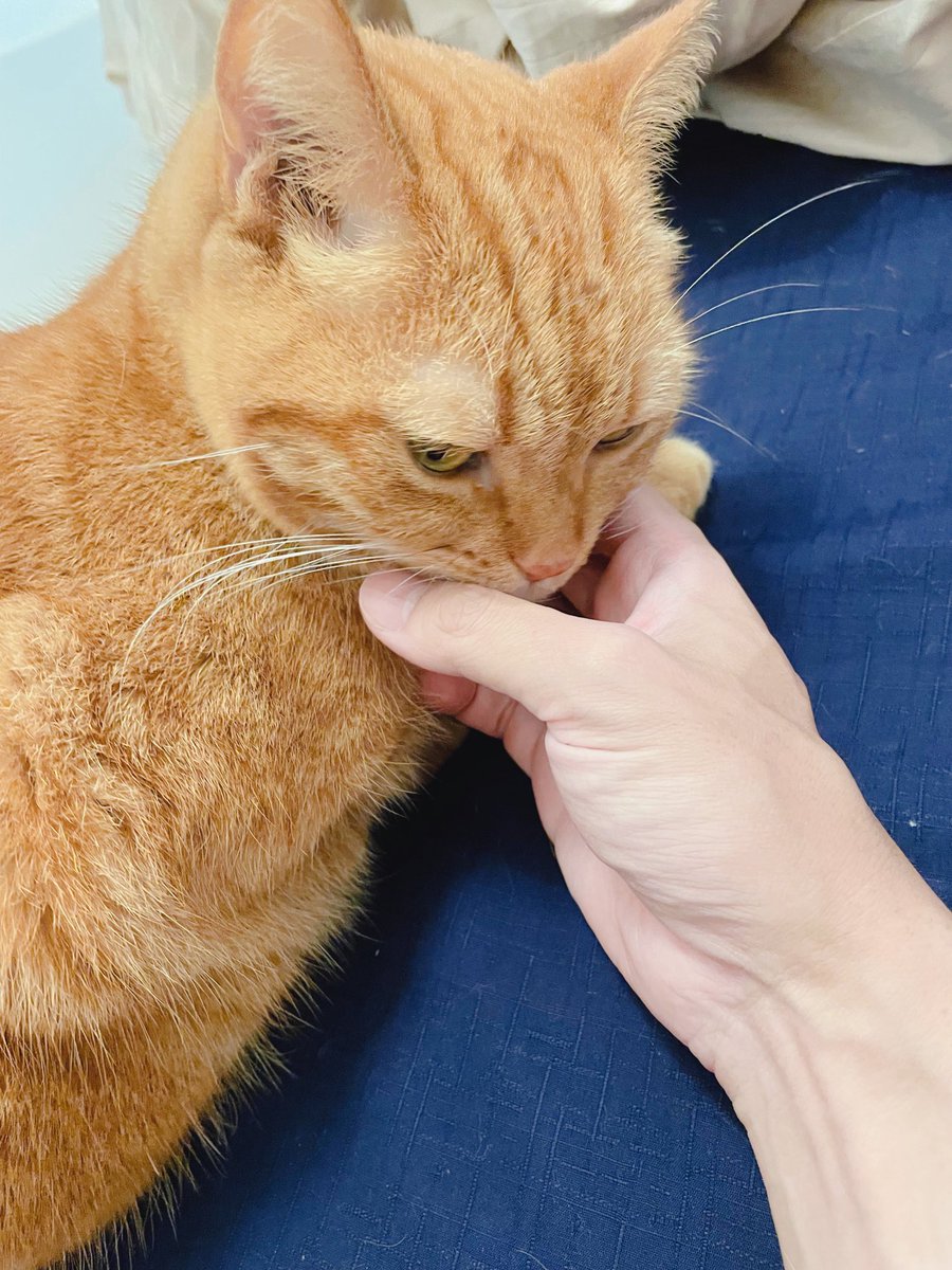 bintrollZ's tweet photo. みそちゃん触れた🐱 https://t.co/4IUkaDdq1e