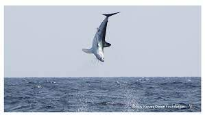 ExperimentShark's tweet photo. Fun Shark Fact Friday: The Shortfin Mako shark can jump up to 30 feet in the air. Meanwhile I'm happy that I can do a cartwheel.....I need better shark powers
#Vtuber #FunSharkFacts #TheyAlsoDoFlipsAndShit #TheyEvenStyleOnMeeeeWaaaaa #Shark https://t.co/uLxRpuK0UV