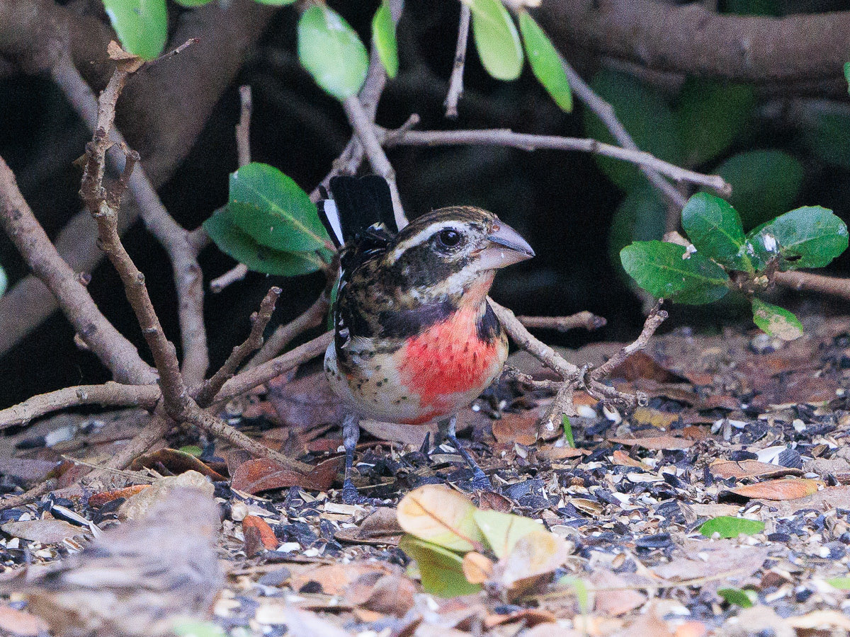 garybnunn's tweet photo. New garden bird for me today 01Sep2023! Flushed off the feeder early in morning had to wait until late afternoon to lay eyes again on this beautiful immature male Rose-breasted Grosbeak. Hoping for more good finds in San Diego over the holiday weekend! https://t.co/8leE19VSaI