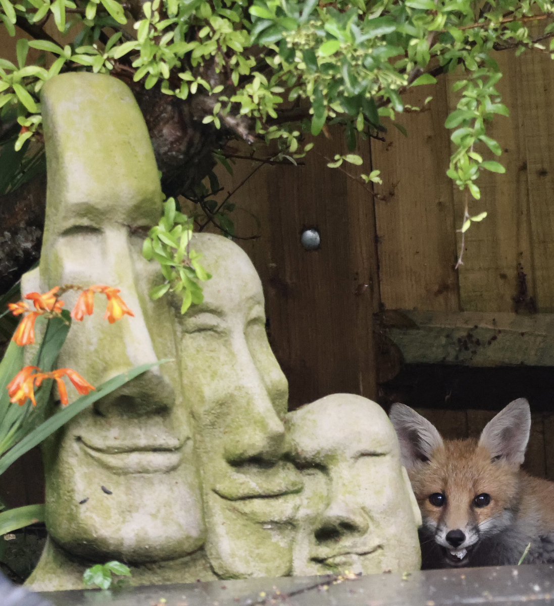 I could of sworn that statue only had 3 heads!? #fox #foxcub #FoxOfTheDay #foxlovers #foxkit #foxlove #BBCWildlifePOTD #wildlifephotography #WildlifeFrontGarden #Wildlife #urbanfox #urbanwildlife
