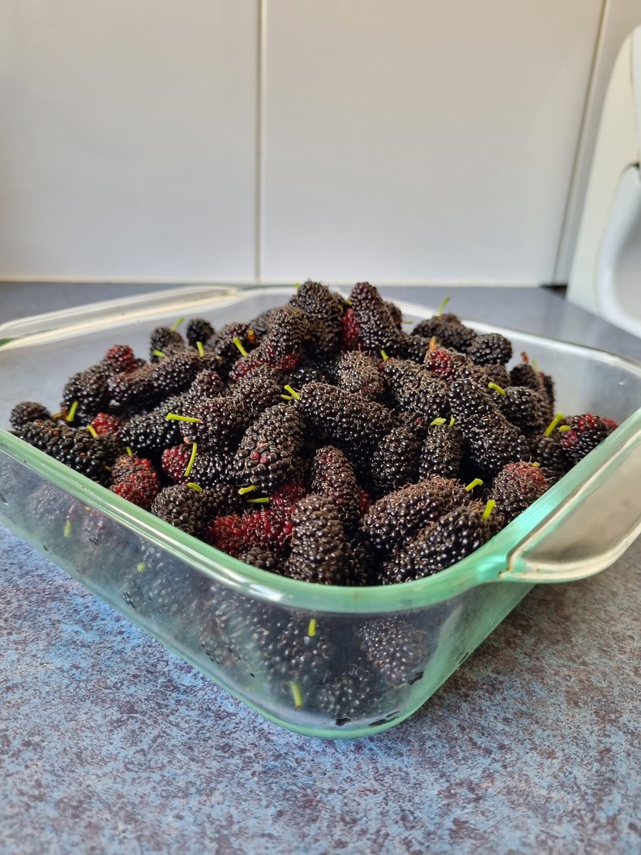 Got the most amazing mulberry harvest this morning 🦀✨️