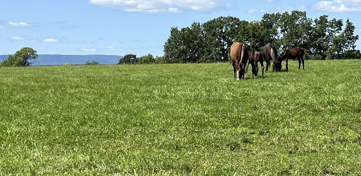 bushthompson's tweet photo. Nice day @nybreds_rock #Adirondacks #fortedward #foalfriday #happyplace https://t.co/BdVSqzBBCF