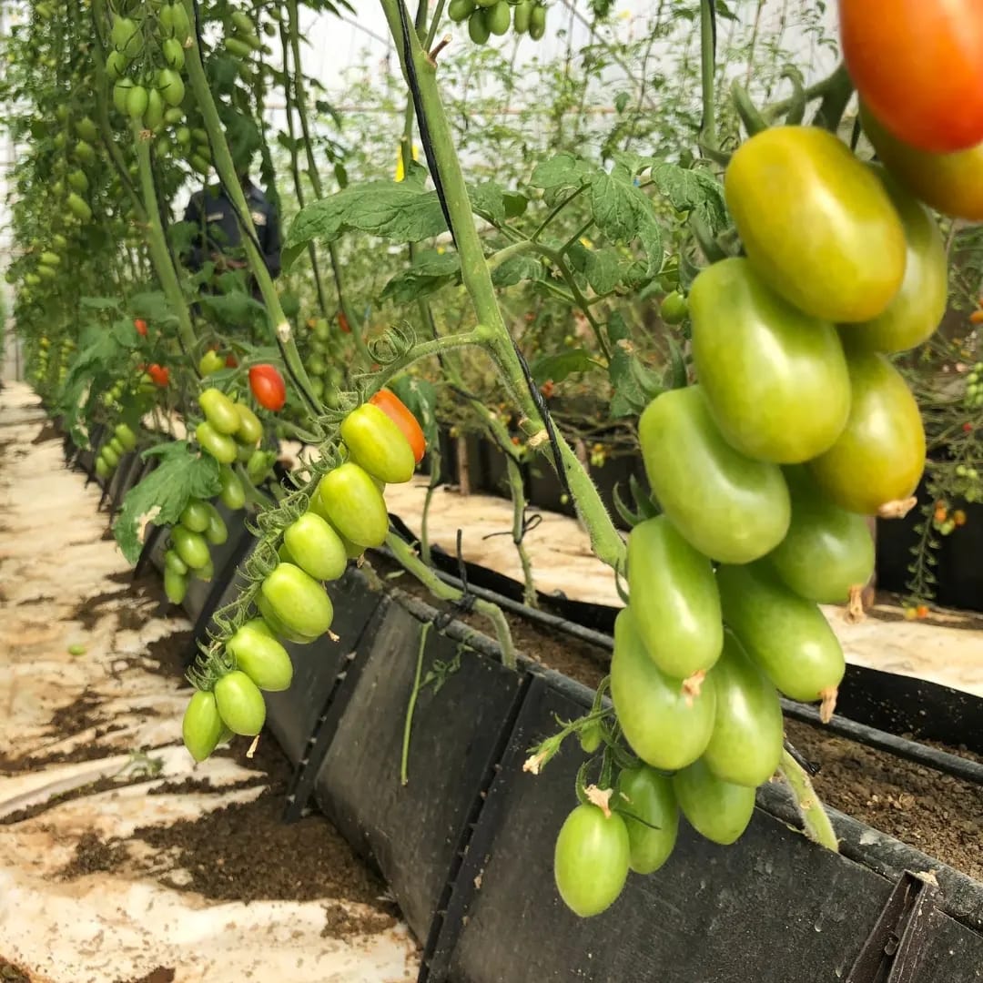 Cherry tomatoes 🍅
