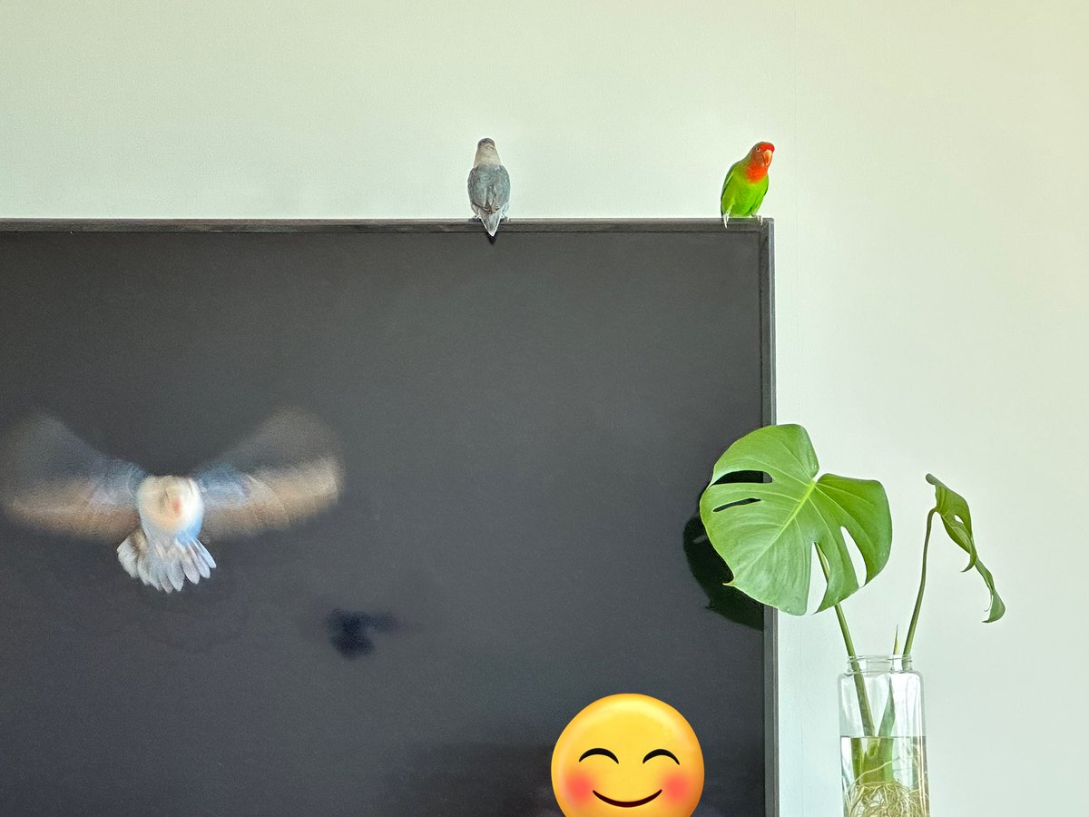 세마리 같이 앉은 사진 찍으려고 하면 꼭 한 마리는 내게 오게 되어있는 두휘포의 법칙