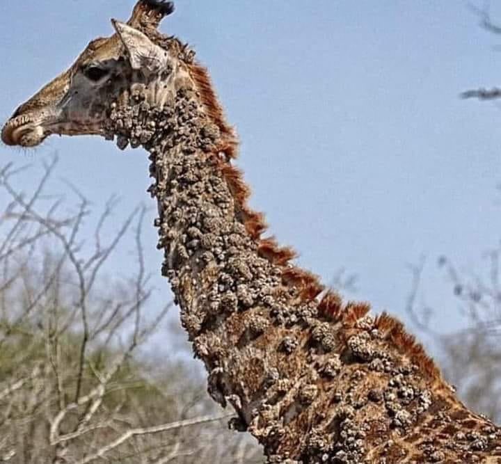 Papiloma en jirafas. 

El virus del papiloma no solo afecta a los humanos, sino también a las jirafas. Las jirafas se contagian del virus a través de la picadura de aves llamadas picabueyes, que pican su piel para comer garrapatas. 

Aunque no suele ser mortal para las jirafas,